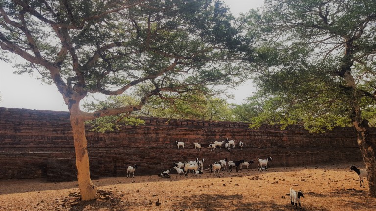 Goats in Bagan_LGuy (2)
